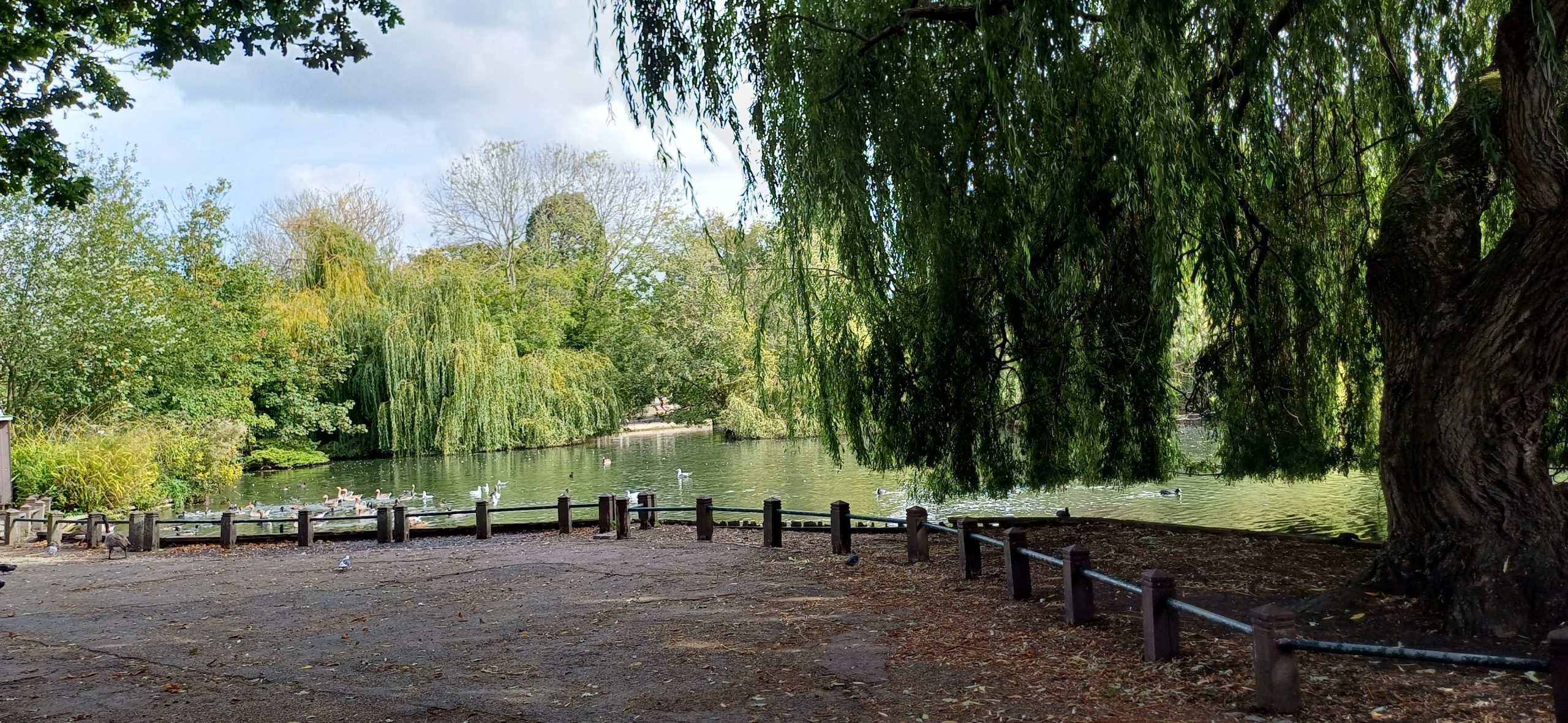 Orpington